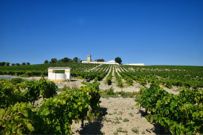 viñedo donde disfrutar del enoturismo en Jerez